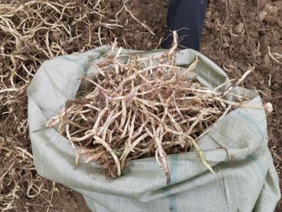 优质高产薄荷根低价出售，约150亩地