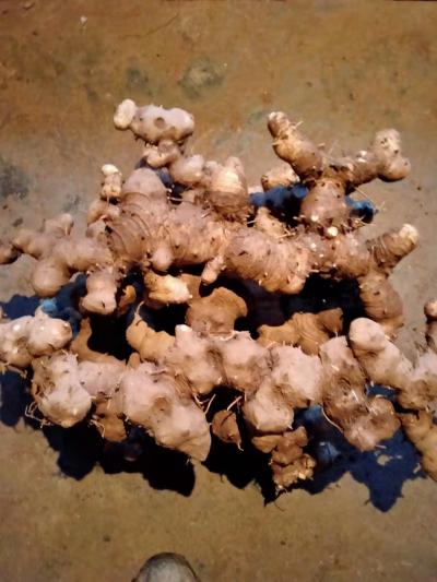 湖北恩施野生黄精老虎姜大个，7.8年的