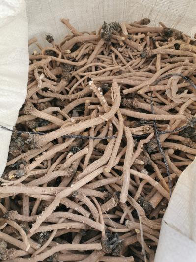 出售板蓝根新货，统货精品干货，300吨板蓝根饮片货出售，自种四五千亩，精品中药材