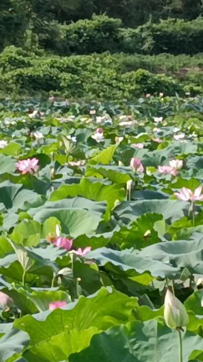 莲子种苗