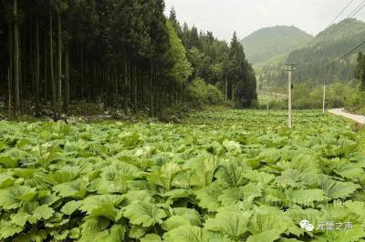 湖北利川马蹄大黄出售，大量供应