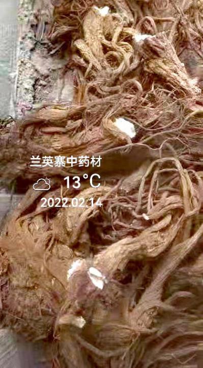 专业种植独活
