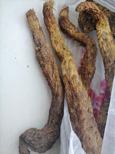 苁蓉长期大量现货