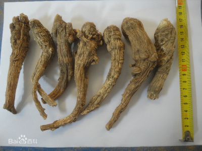 二十吨宁前胡供货量   包含大量野货