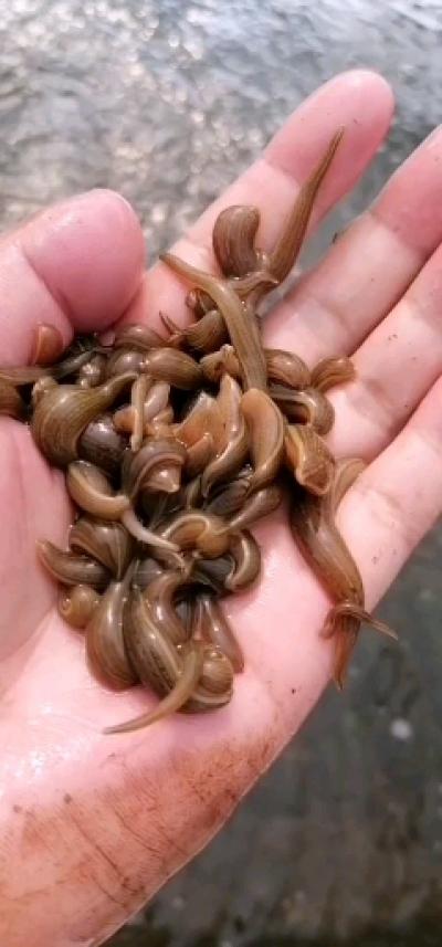 水蛭幼苗，满月苗，青年苗