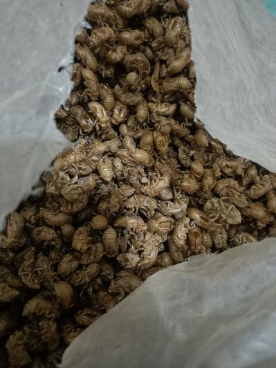 知了猴皮（蝉蜕）