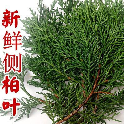 出售侧柏叶