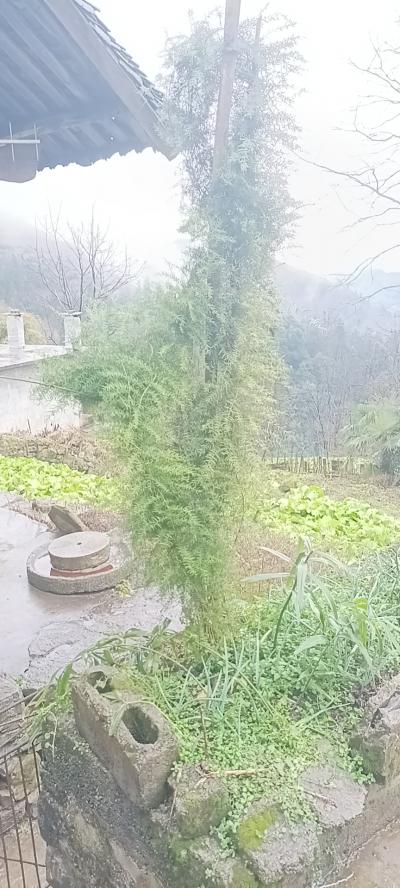 贵州野生黄精
