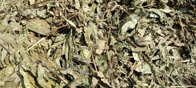 薄荷全检大货