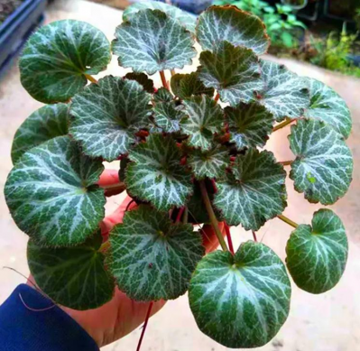 虎耳草1000斤求售
