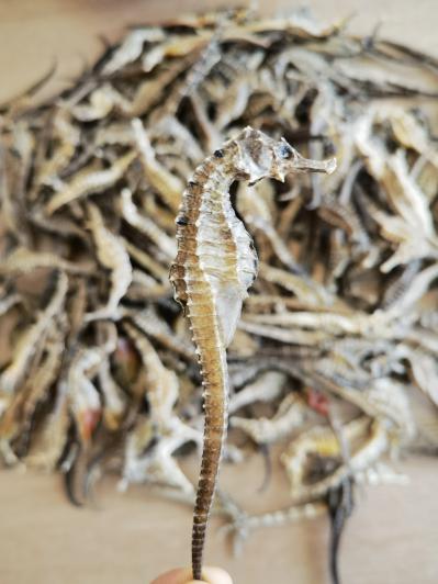 三班海马、大腹海马供应