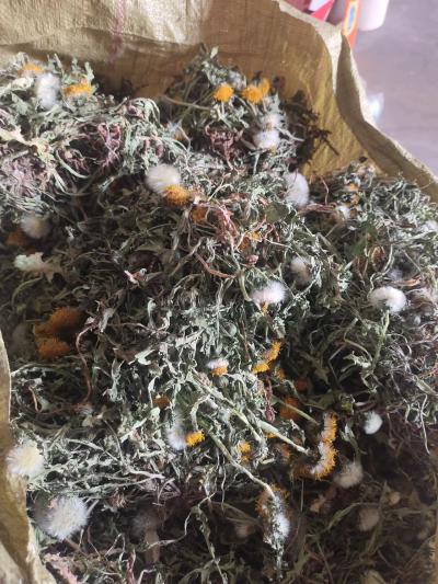 野生蒲公英统货干货