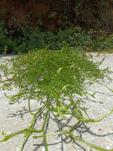 野生草药伸筋草 石松 龙须草 小伸筋 过山龙 金毛狮子