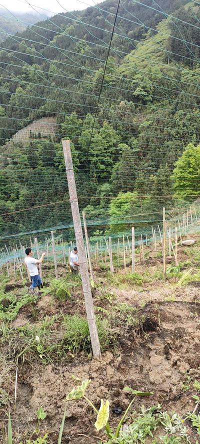 广西桂林龙胜高山罗汉果预定中