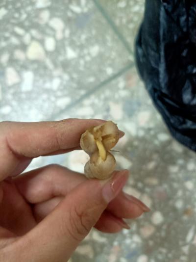 巴戟天
