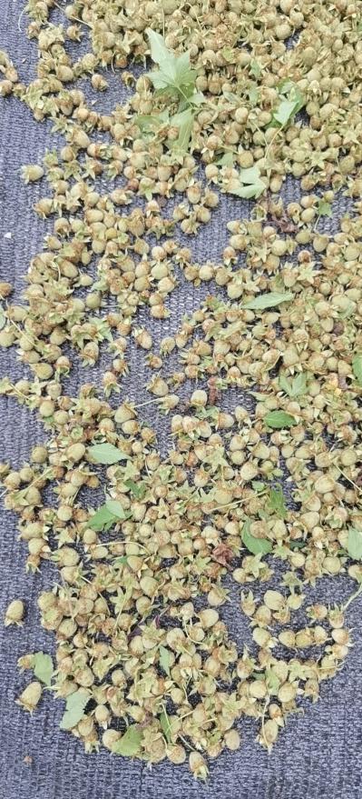 大量出售质量优良的覆盆子