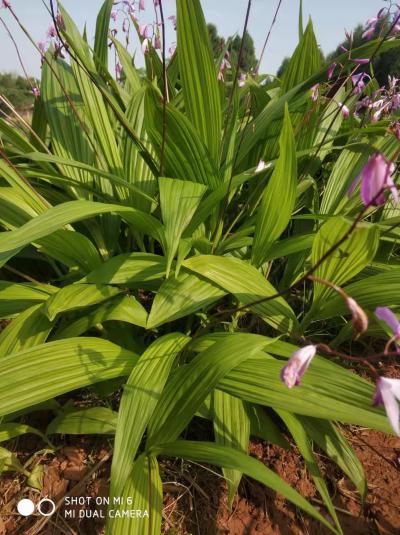野生紫花三叉白芨