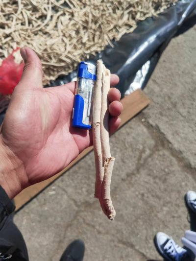 俄罗斯优质白鲜皮