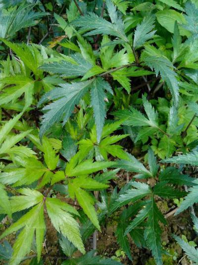 大量出售中药材：血当归 芍药等