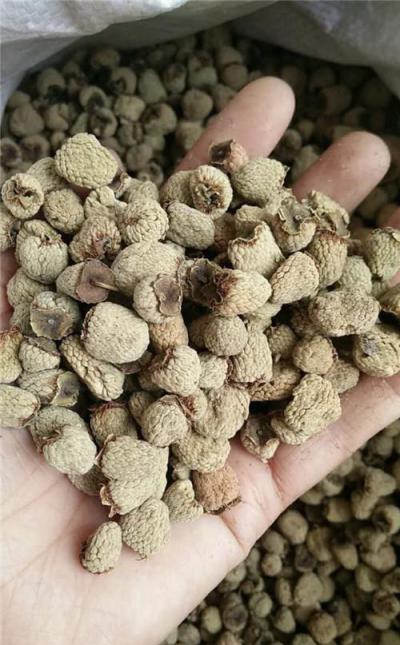 大量野生覆盆子