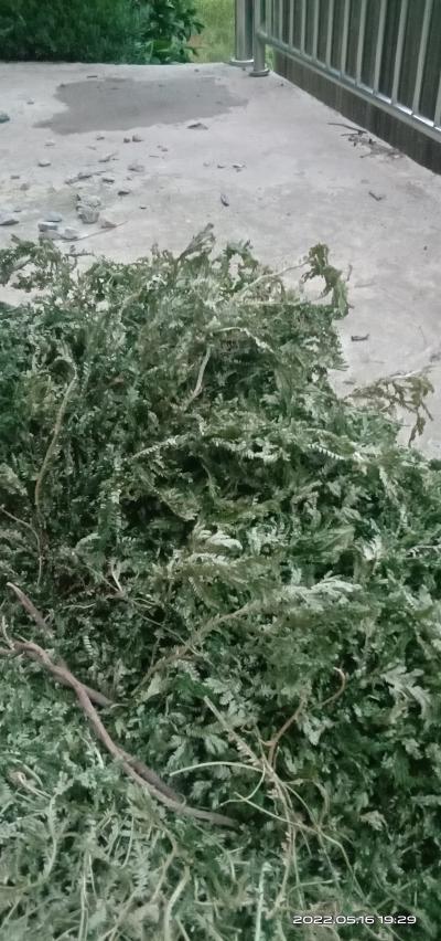 精品石上柏