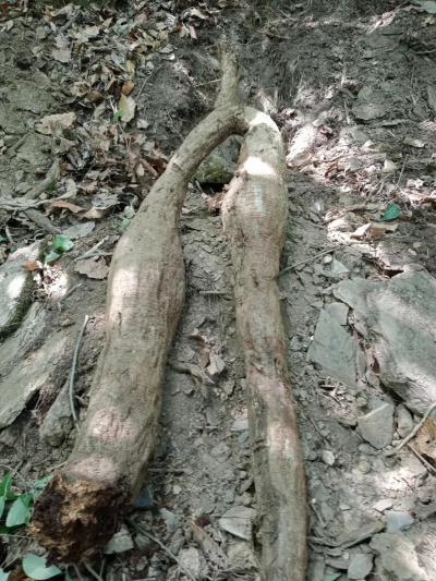 本人有大量纯野生葛根出售