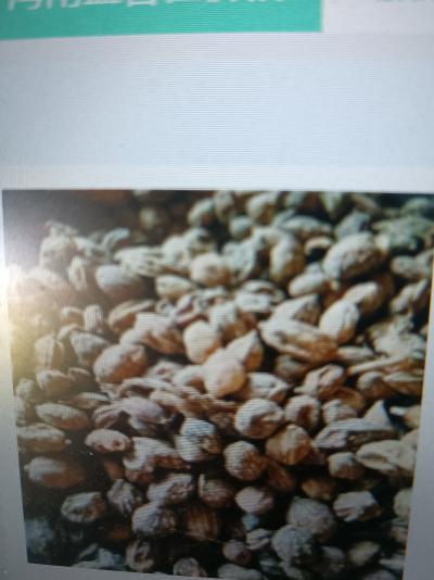 批发海南益智