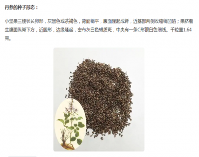 丹参种子价格