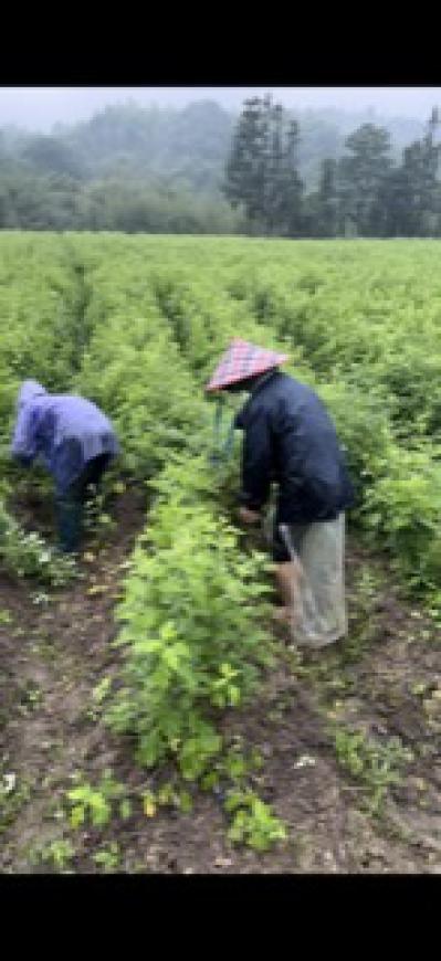 优质艾草种苗