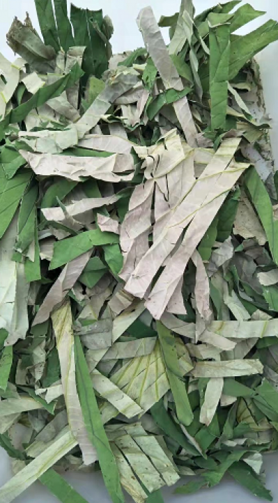 干荷叶批发