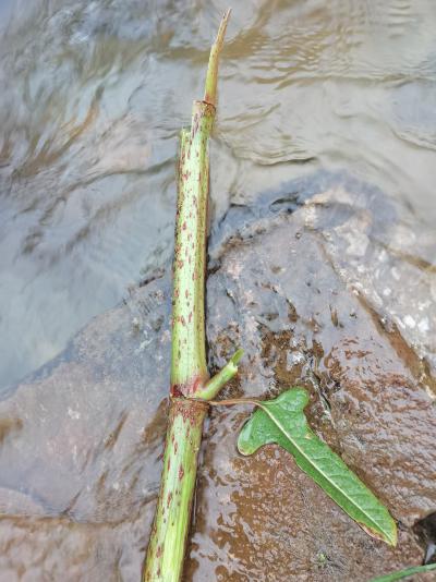 大批量的生鲜虎杖