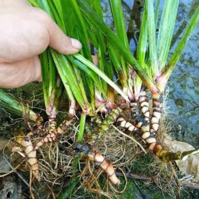 野生石菖蒲干货