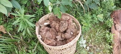 本人有鲜货松茯苓10万斤左右，现已出土4000斤，求买主，本地总产量约40万斤。