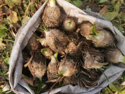 中药材种植育苗基地，泽泻种子种苗出售，种植技术推广