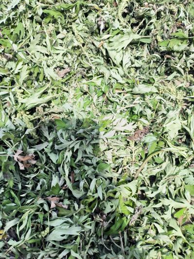 野生新鲜艾草，干艾草