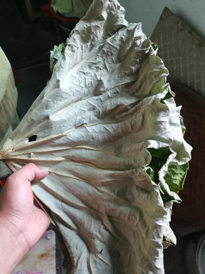 莲叶药材，莲叶茶 精品莲叶