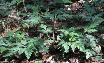 重庆大巴山黄连