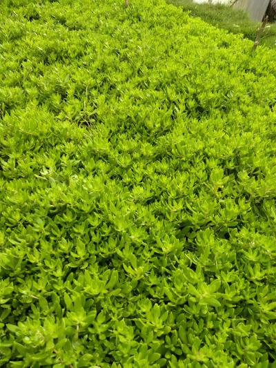垂盆草