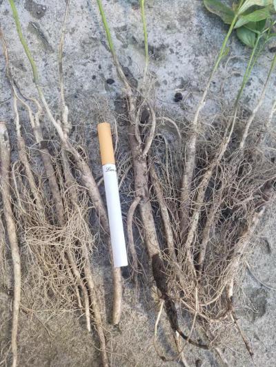 出售二年生阔叶白鲜皮苗，超高阔叶纯度，自己基地培育，没有中间商赚差价！