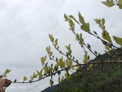 连翘树苗