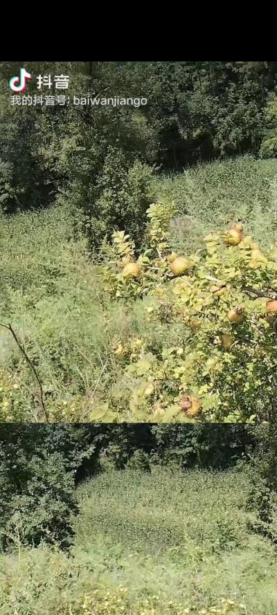 刺梨鲜果供货