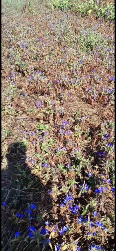 吉林通化种植农户10亩新鲜龙胆草待低价出售