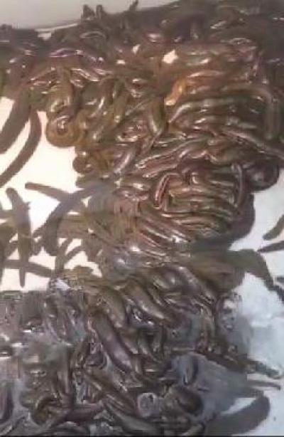 批量供应水蛭