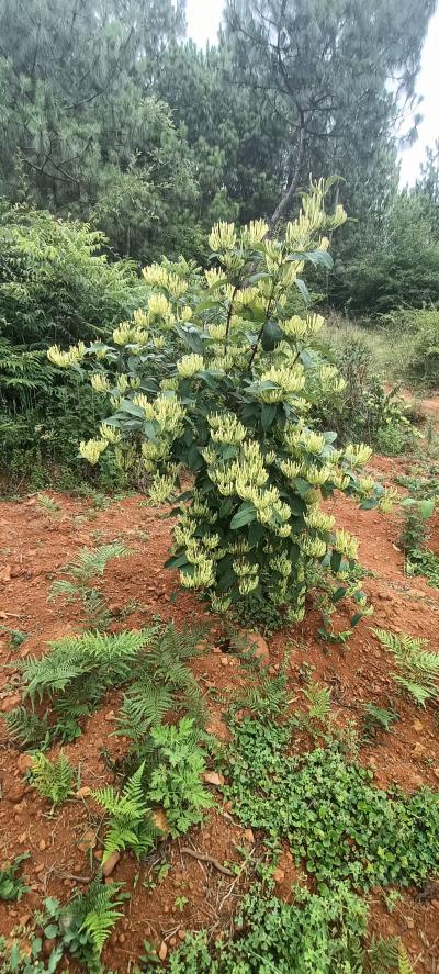 自家种植纯正金银花