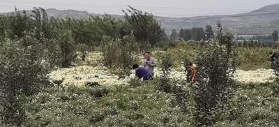 精品北京菊