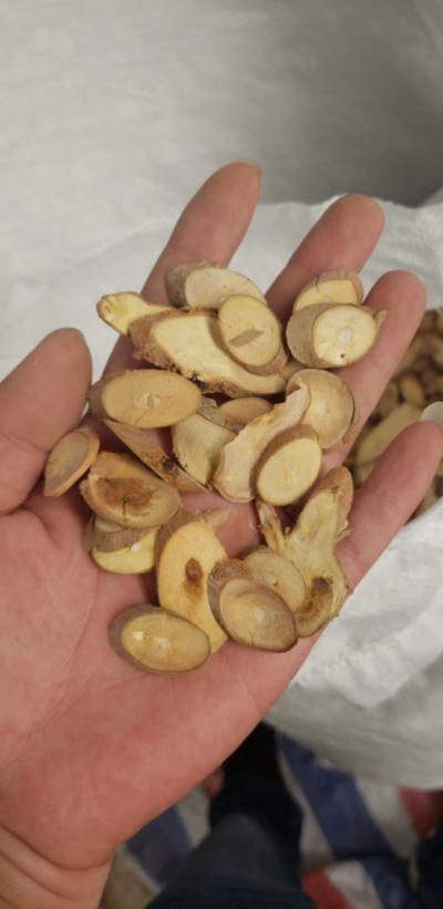 桑树片