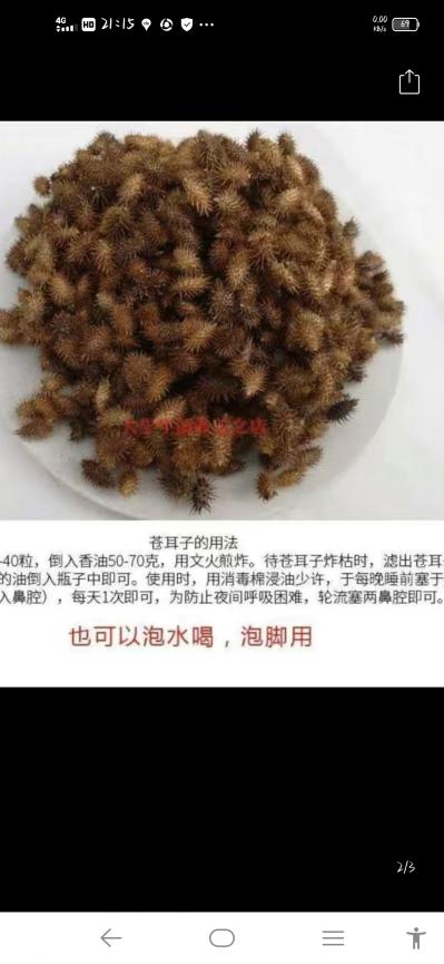 优质苍耳草