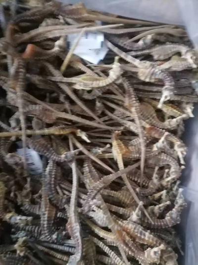 海马干大量出售，浅纹，膨腹，有资质