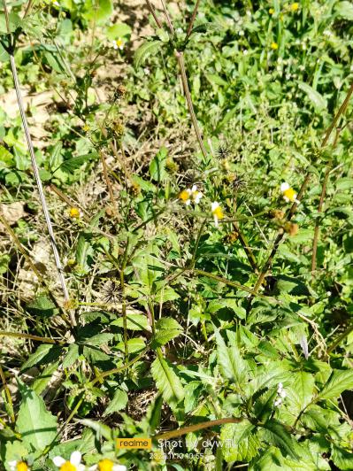 鬼针草