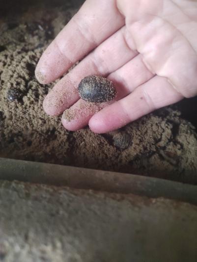 土鳖虫出售2-10万斤以上
